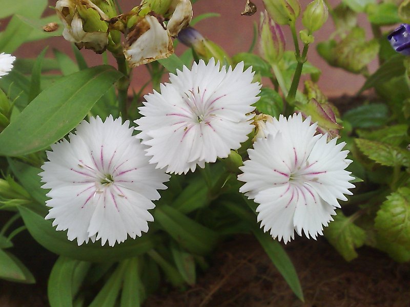https://groups.google.com/group/indiantreepix/attach/88279cecf6211cb3/Dianthus%20chinensis%20china%20pink.jpg?part=0.1&authuser=0&view=1
