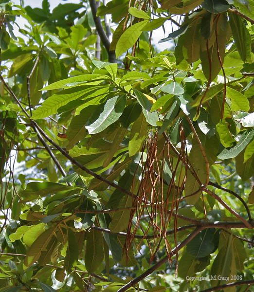 https://groups.google.com/group/indiantreepix/attach/97a1653fb39850e2/Batino%20(Alstonia%20macrophylla)%20leaves%20&%20fruit-%20is%20it-%20at%20Hyderabad,%20AP%20I%20280.jpg?part=0.1&authuser=0&view=1