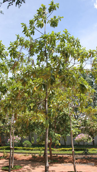 https://groups.google.com/group/indiantreepix/attach/97a1653fb39850e2/Batino%20(Alstonia%20macrophylla)%20tree-%20is%20it-%20at%20Hyderabad,%20AP%20I%20278.jpg?part=0.2&authuser=0&view=1