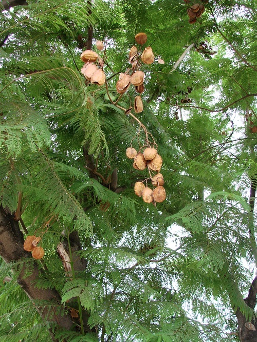 https://groups.google.com/group/indiantreepix/attach/a8a3ff681ac0246/Jacaranda%20mimosifolia%205%20%20seedpods%20and%20young%20leaves.jpg?part=0.5&authuser=0&view=1