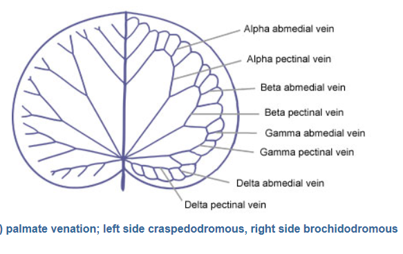 Leaf venation nomenclature for paleo 1 round leaf.png