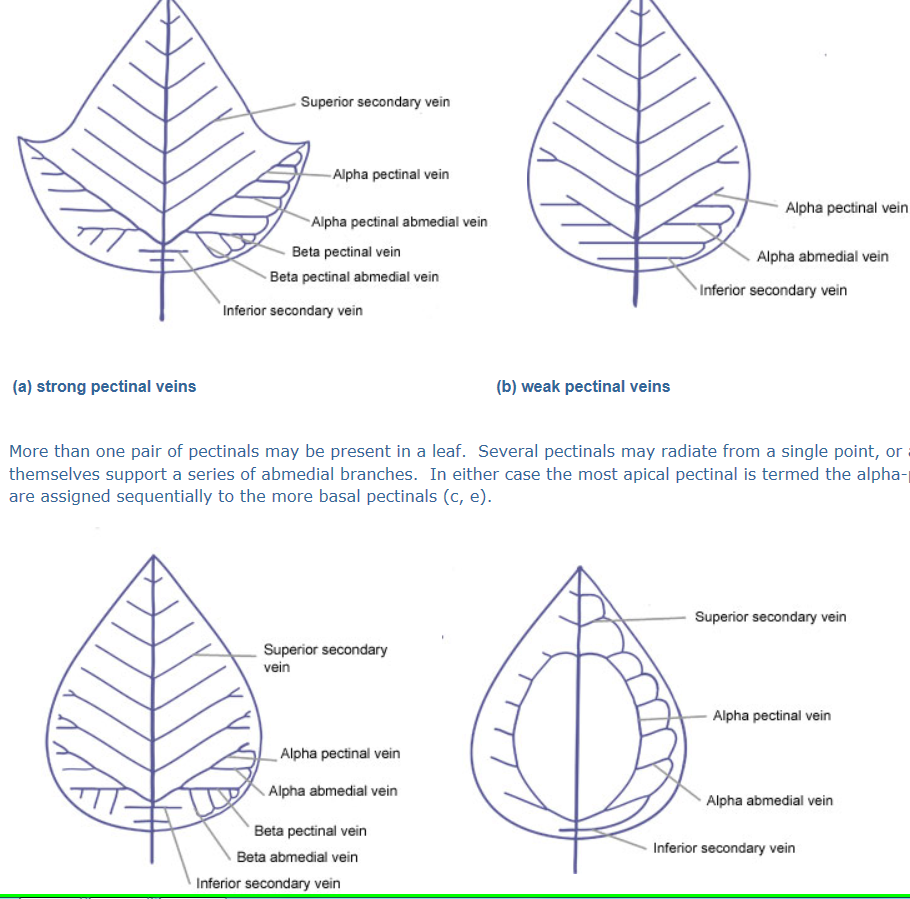 Leaf venation nomenclature for paleo 2 regular leaves.png