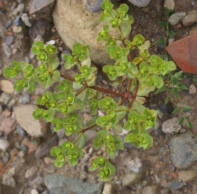 https://groups.google.com/group/indiantreepix/attach/ccf0bae4242403ca/Euphorbia-helioscopia-Kashmir-a.jpg?part=0.2&authuser=0&view=1