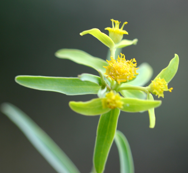 https://groups.google.com/group/indiantreepix/attach/d20a48d54cf230ca/Euphorbia-dracunculoides-Kausani-IMG_1236-Uttarakhand-3.jpg?part=0.5&authuser=0&view=1