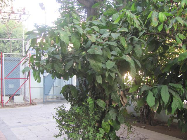 https://groups.google.com/group/indiantreepix/attach/d75a561322778bf7/Egg%20Magnolia%20Tree%20-%20Canopy.jpg?part=0.2&authuser=0&view=1