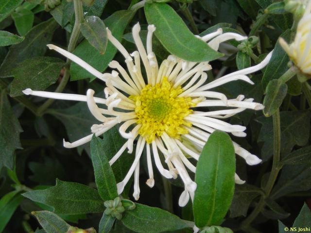 https://groups.google.com/group/indiantreepix/attach/d90f13a406dbcd2a/Chrysanthemum%20morifolium.jpg?part=0.1&authuser=0&view=1