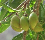 Mahua or Mohwa (Madhuca latifolia) is a large, deciduous fruit tree ...