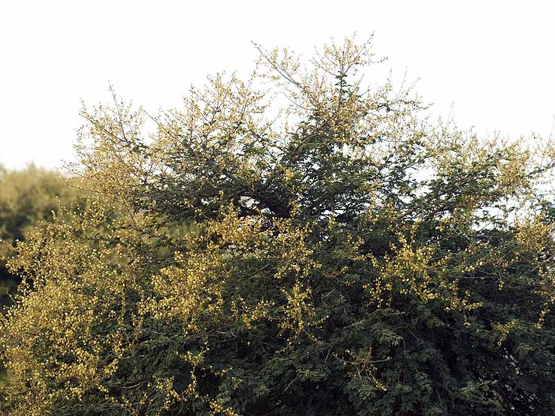 Acacia Leucophloea2.jpg