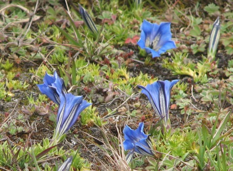 Gentians-for id.JPG