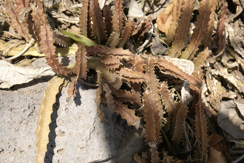 https://groups.google.com/group/indiantreepix/attach/eae57cbd1af2ed11/Euphorbia-resinifera-Panchkula-Cactus-gdn-9-4-DSC04370.jpg?part=0.3&authuser=0&view=1