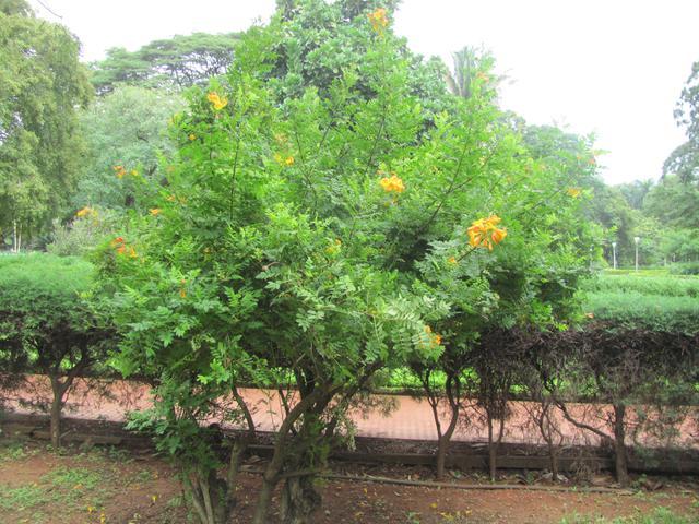 https://groups.google.com/group/indiantreepix/attach/f0785ad95ebe5d4/Yellow%20Trumpet%20Flower%20-%20Canopy.jpg?part=0.2&authuser=0&view=1