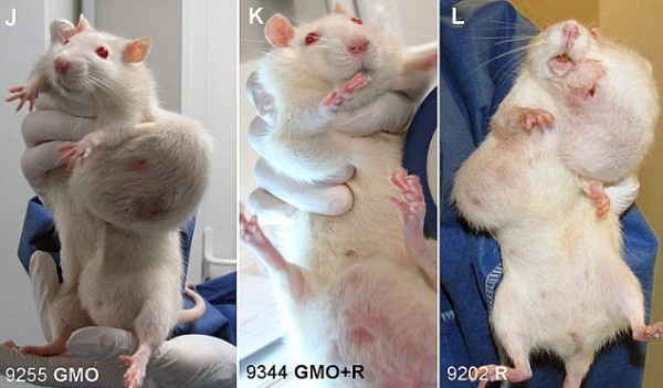 研究称长期食用转基因食品可使大鼠长满肿瘤同时引发多器官损伤