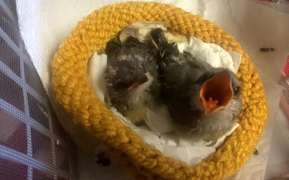 2023-03-20, Orphaned Western Kingbirds-from PWC cropped.jpeg