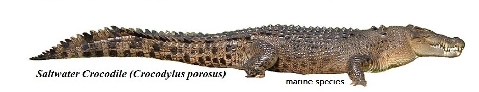 6Crocodiles.jpg