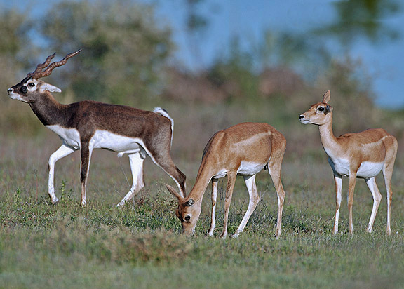 Antilope 2.jpg