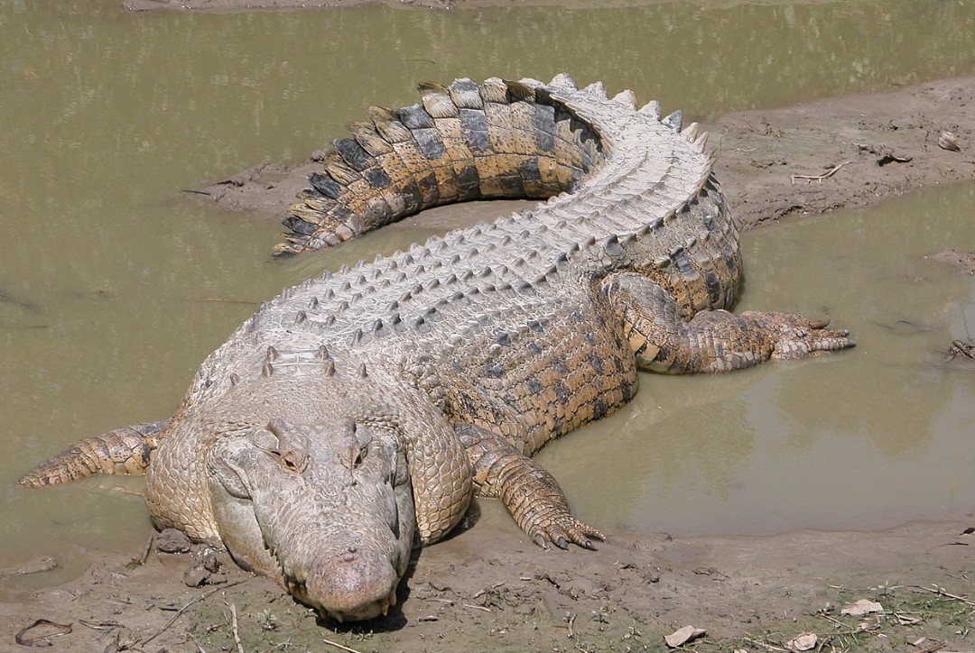 1. wiki crocodile.jpg
