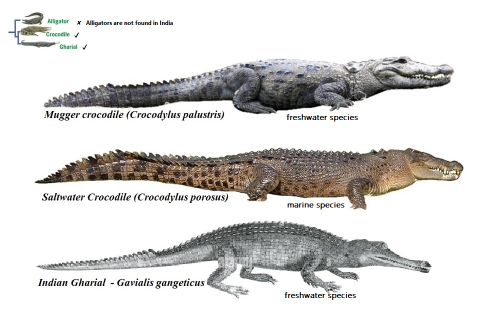 Types of Indian Crocodiles.jpg