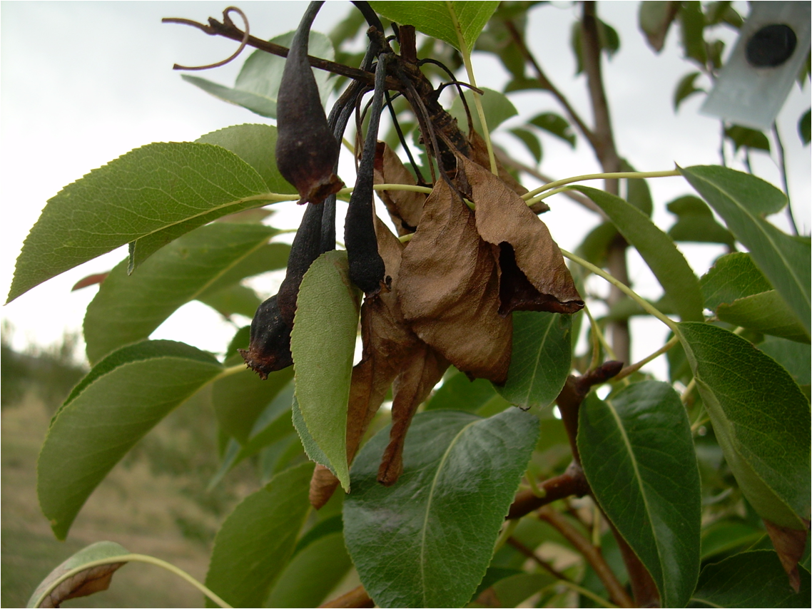 Fire_blight_(Erwinia_amylovora)_of_pear.png