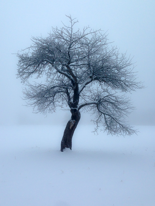 Photo of lone leafless tree
                            in a misty, snow-covered landscape