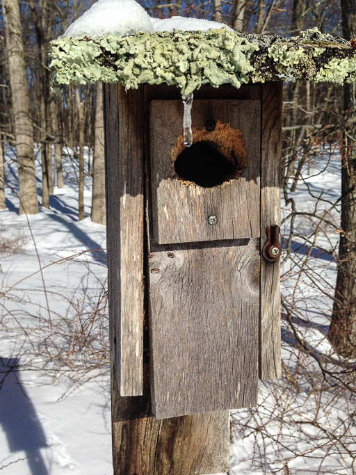 Photo of
                            bluebird house with snow melting off