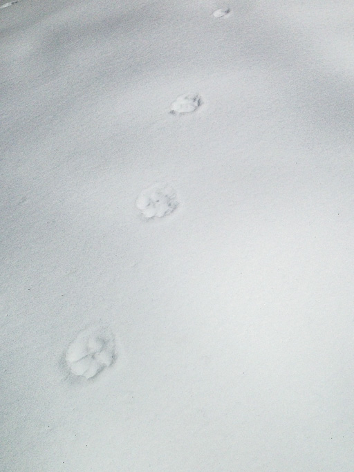 Photo of bobcat tracks on
                            smooth snow