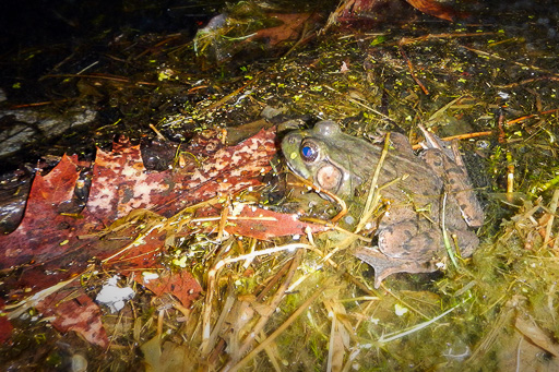 Photo of green frog in home pond
