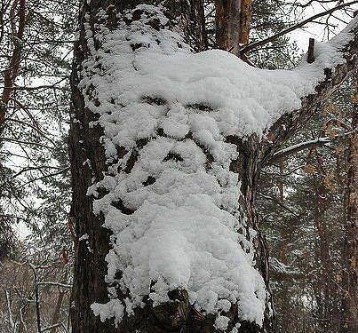 Photo of snow on tree
                            looking like Old Man Winter