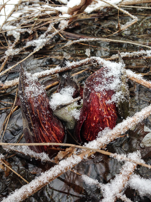 Photo of skunk
                            cabbage flowers frosted with snow