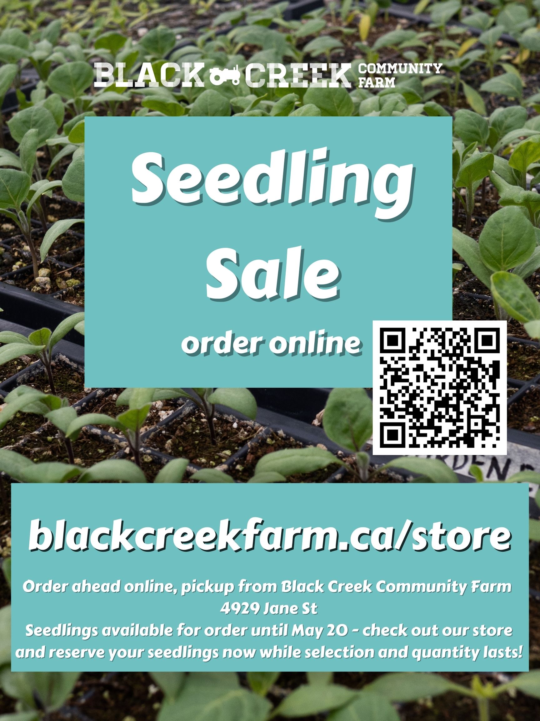 Seedling Sale Poster for Print.jpg