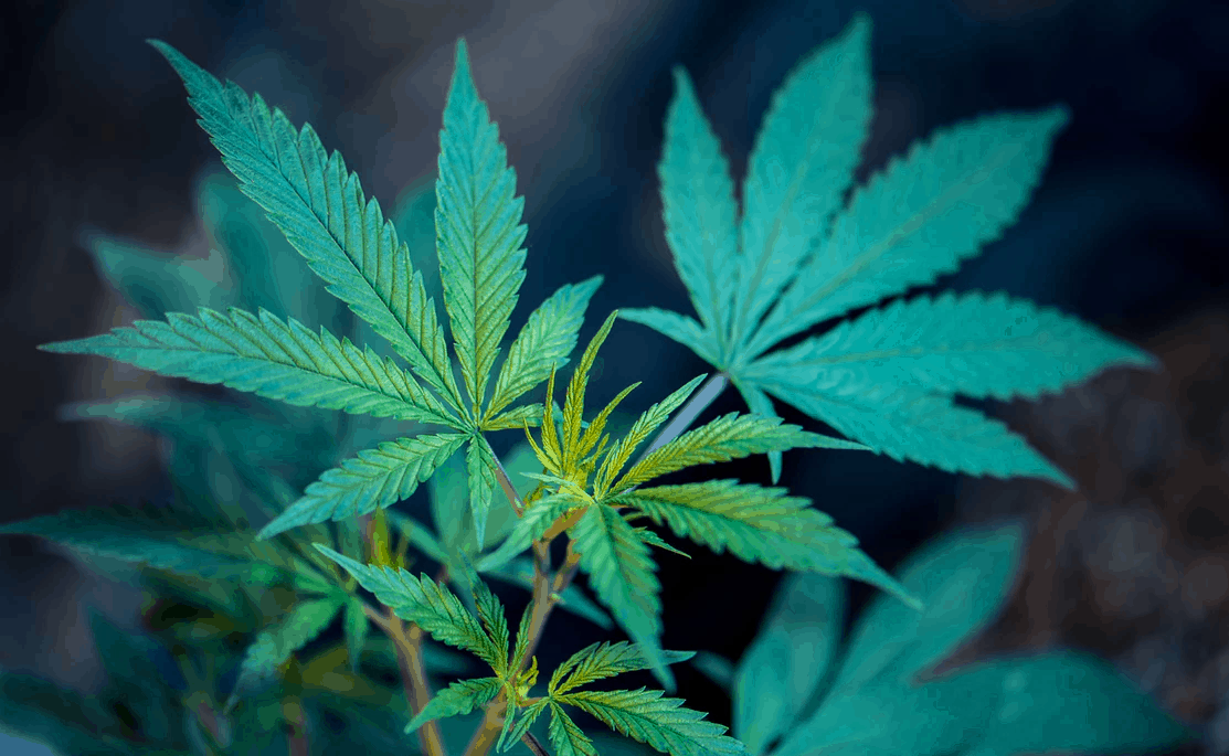 marijuana_leaf_1.png