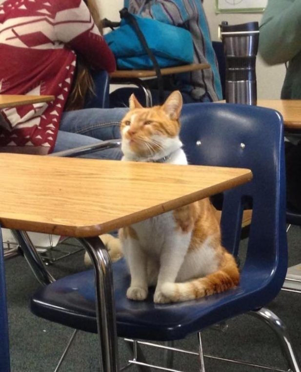 student cat.jpeg