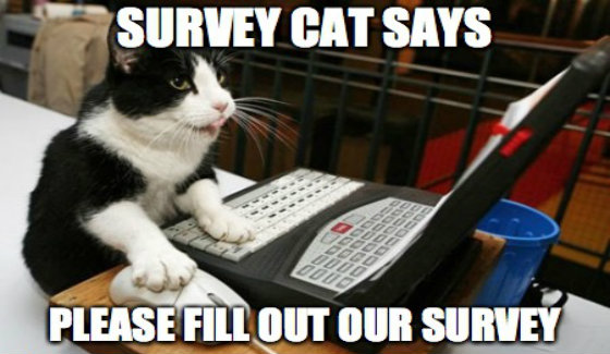 survey cat.jpeg