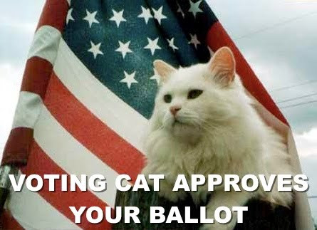 voting cat.jpeg