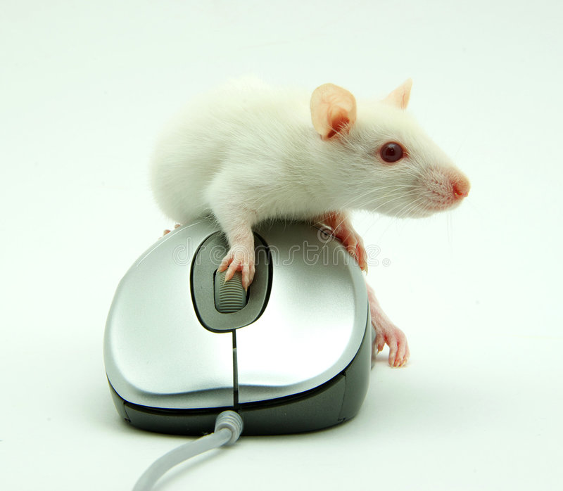 rat on a mouse.jpeg